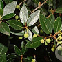 Phillyrea latifolia 30-40 cm 5,0L