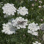 Daucus carota GM P13 Biologisch