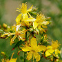 Hypericum perforatum GM P13 Biologisch