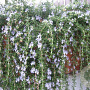 Rosmarinus officinalis 'Capri' GM P13 Biologisch
