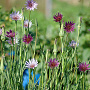 Tragopogon porrifolius GM P13 Biologisch