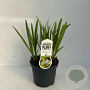 Agapanthus 'Leicester' 20-25 cm 3,5L