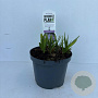 Agapanthus 'Sunfield' 10-15 cm 3,5L