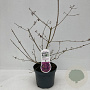 Callicarpa bod. 'Profusion' 45-50 cm 3,5L