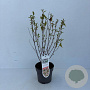 Ceanothus pallidus 'Marie Simon' 30-45 cm P17