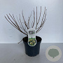 Cephalanthus occidentalis 25-30 cm 3,5L