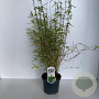 Fargesia nitida 'Volcano' 40-45 cm 3,5L