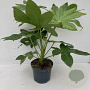 Fatsia japonica 40-50 cm 3,5L