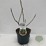 Ficus car. 'Del Portogallo' 30-40 cm 3,5L