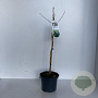 Ginkgo biloba 45-50 cm 3,5L