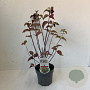 Leycesteria formosa 30-45 cm P17