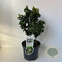 Ligustrum j. 'Rotundifolium' 30-40 cm 3,5L