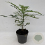 Mahonia media 'Winter Sun' 30-40 cm P17