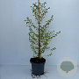 Metasequoia glyptostroboides 80-100 cm 3,5L
