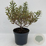 Myrica gale 25-30 cm 3,5L