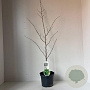 Parrotia persica 110-120 cm 3,5L