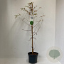 Taxodium distichum 70-80 cm 3,5L