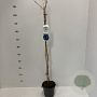 Vitis 'Boskoop Glory' 45-50 cm 2,0L