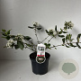 Viburnum burkwoodii 50-60 cm 3,5L