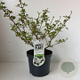 Viburnum plic. 'Newport' 20-30 cm 3,5L