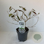 Viburnum plic. 'Watanabe' 25-35 cm 2,0L