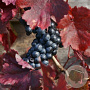 Vitis vinifera 'Purpurea' 70-90 cm 2,0L