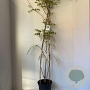 Wisteria sinensis 'Alba' 110-120 cm 7,5L piramide
