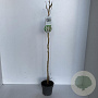 Wisteria sinensis 'Alba' 80-100 cm 2,0L