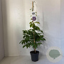 Wisteria sinensis 'Prolific' 80-100 cm 2,0L