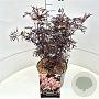 Sambucus nigra Black Lace 30-40 cm 10L