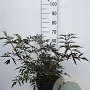 Sambucus nigra Black Lace 30-40 cm 10L