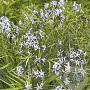 Amsonia 'Ernst Pagels' GM P9