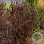 Andropogon g. Blackhawks GM P9