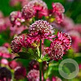 Astrantia maj. 'Capri' GM P9