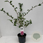 Camellia wil. 'Debbie' 40-45 cm 3,5L