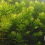 Ceratophyllum demersum GM  leverbaar
