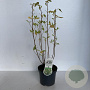 Clethra alnifolia 35-45 cm 3,5L