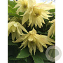 Clematis Amber 80 cm rozenpot 2L