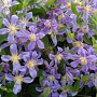 Clematis 'Juuli' 80 cm rozenpot 2L