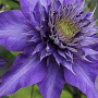 Clematis 'Multi Blue' 80 cm rozenpot 2L