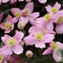 Clematis 'New Dawn' 80 cm rozenpot 2L