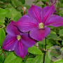Clematis 'Star of India' 80 cm rozenpot 2L