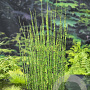 Equisetum hyemale 'Japonicum' GM P9