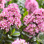 Escallonia laevis Pink Elle 20-25 cm P17