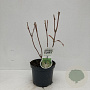 Hydrangea quercifolia 30-40 cm 3,5L