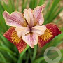 Iris sib. 'Paprikash' GM P9