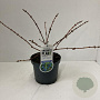 Lonicera c. 'Duet' 20-30 cm 3,5L