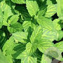 Mentha gentilis 'Ginger' GM P9
