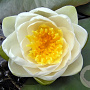 Nymphaea alba GM C1 leverbaar
