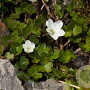 Oxalis magellanica 'Nelson' GM P9